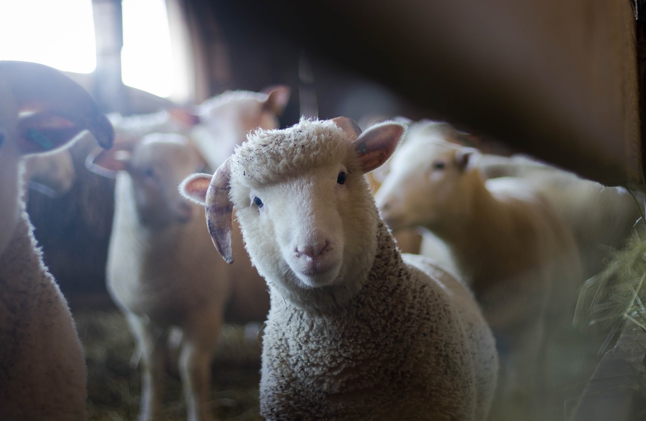 sheep animal farm free photo