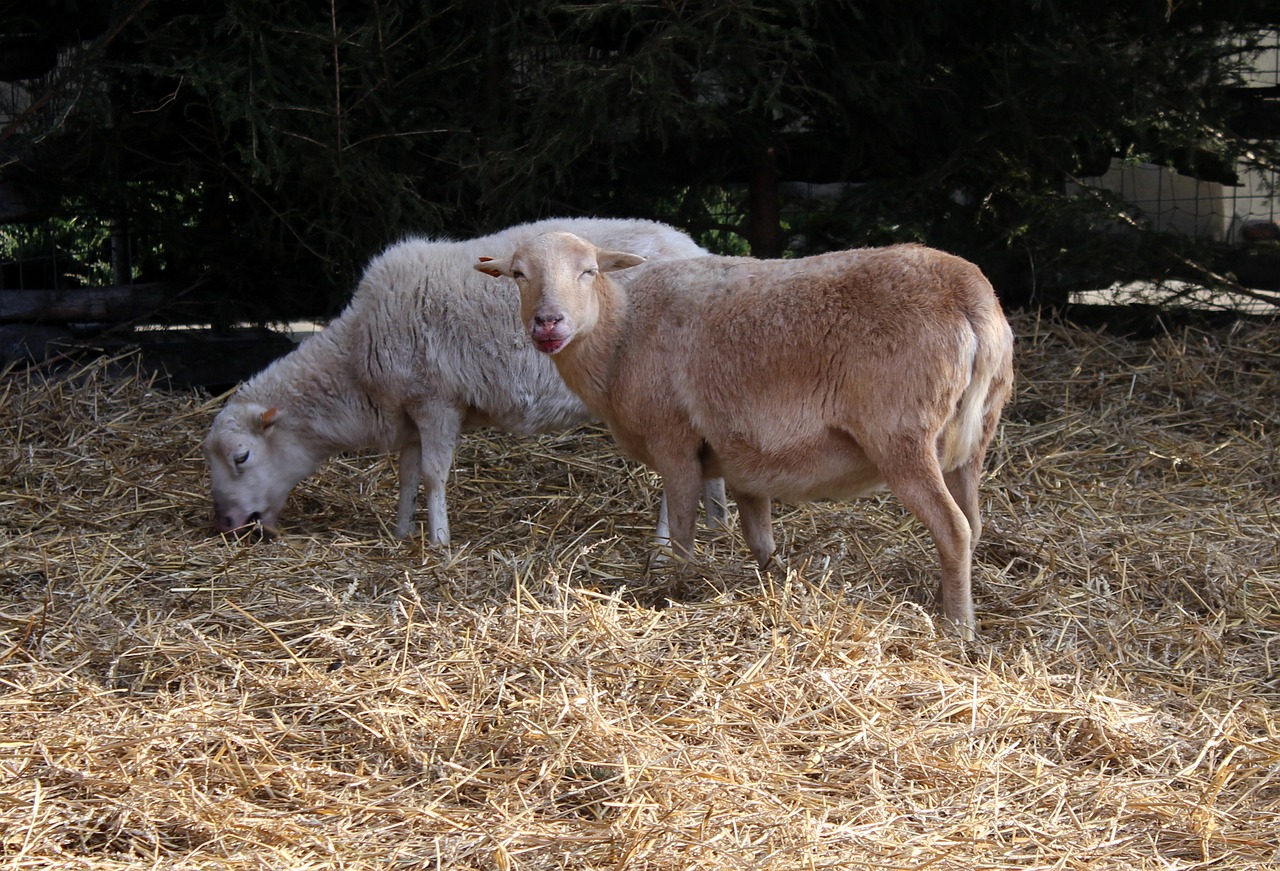 sheep farm animals nature free photo