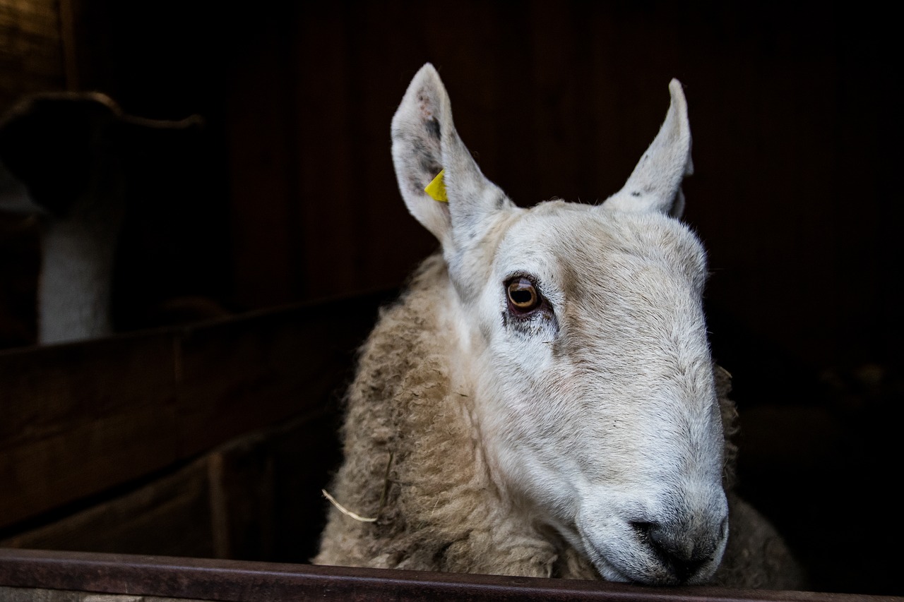 sheep animal wool free photo