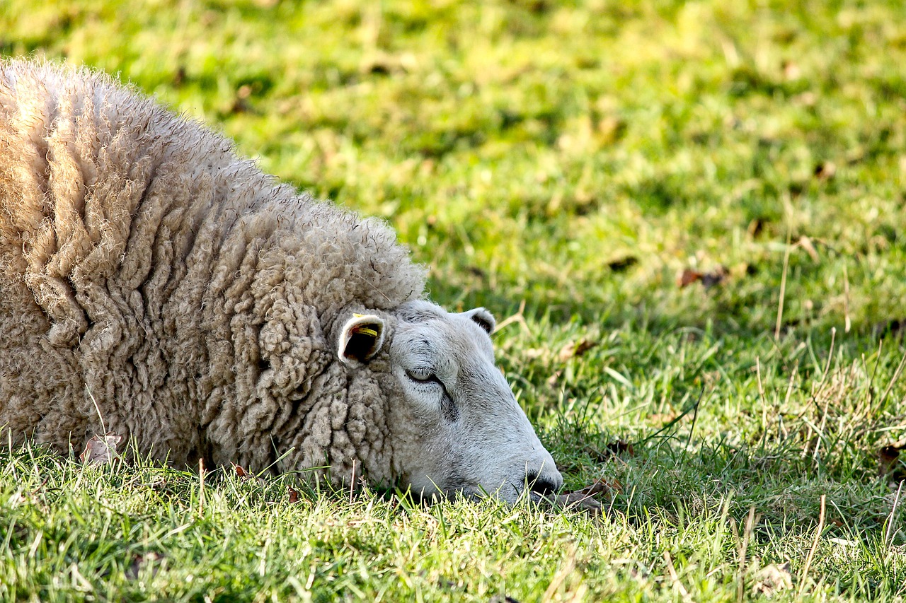sheep lying rest free photo
