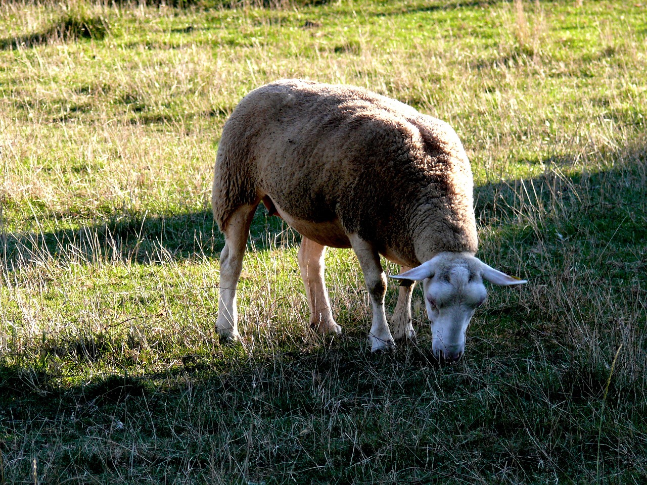 sheep field herbage free photo