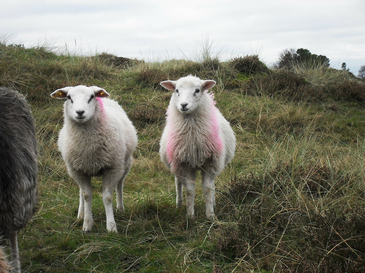 sheep north sea wool free photo