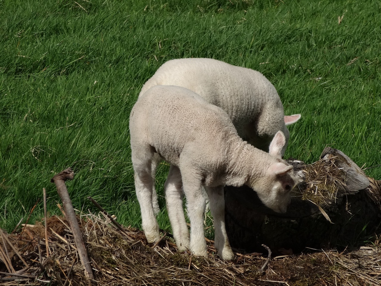 sheep lamb meadow free photo