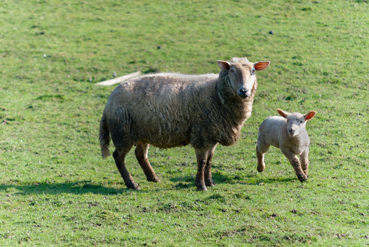 sheep livestock prairie free photo