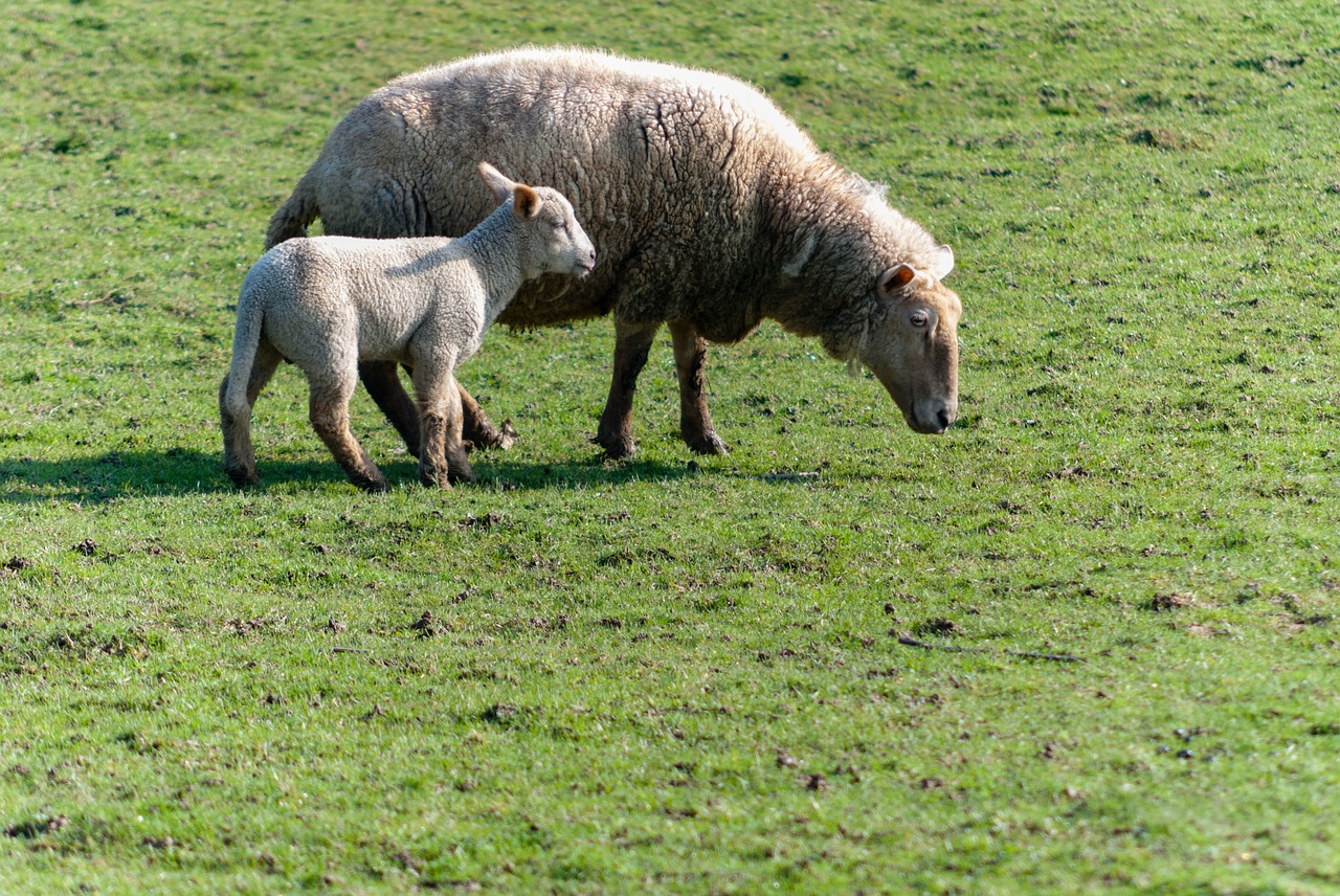 sheep livestock prairie free photo