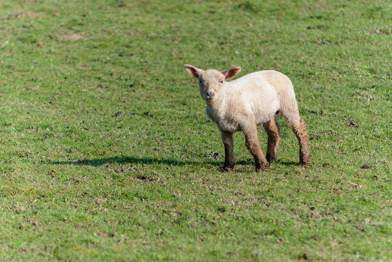 sheep livestock prairie free photo