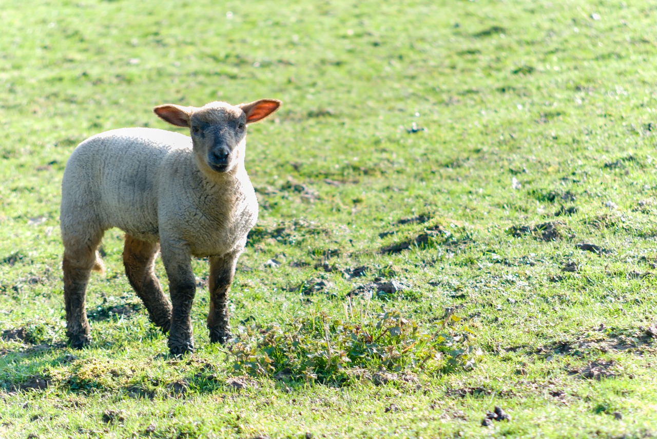 sheep livestock prairie free photo