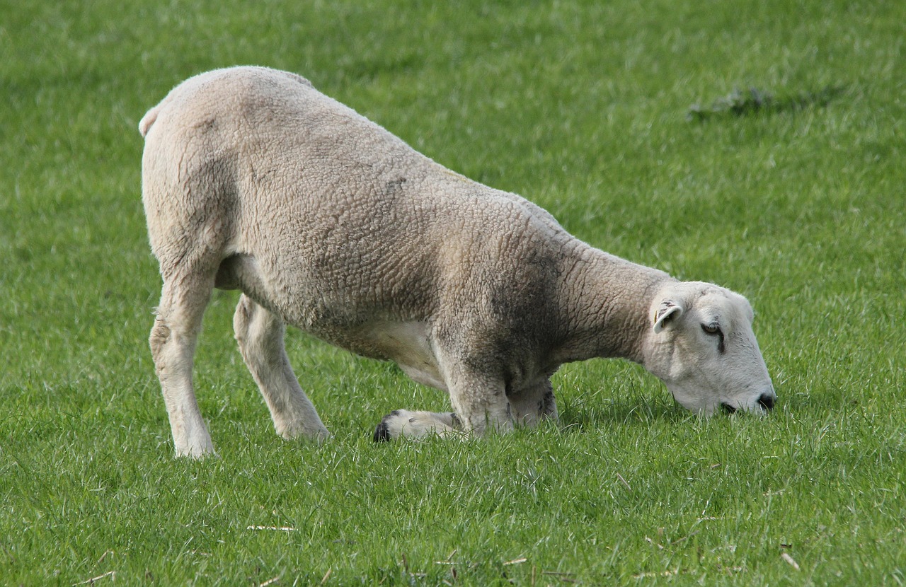 sheep deichschaf graze free photo
