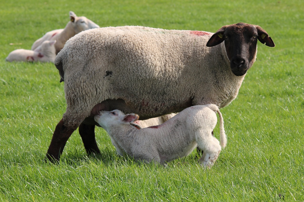 sheep lamb cheerful free photo