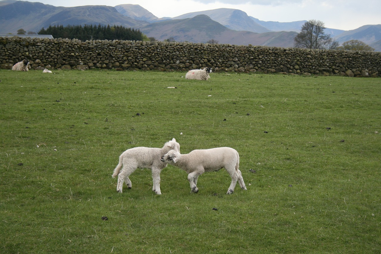 sheep grass farm free photo