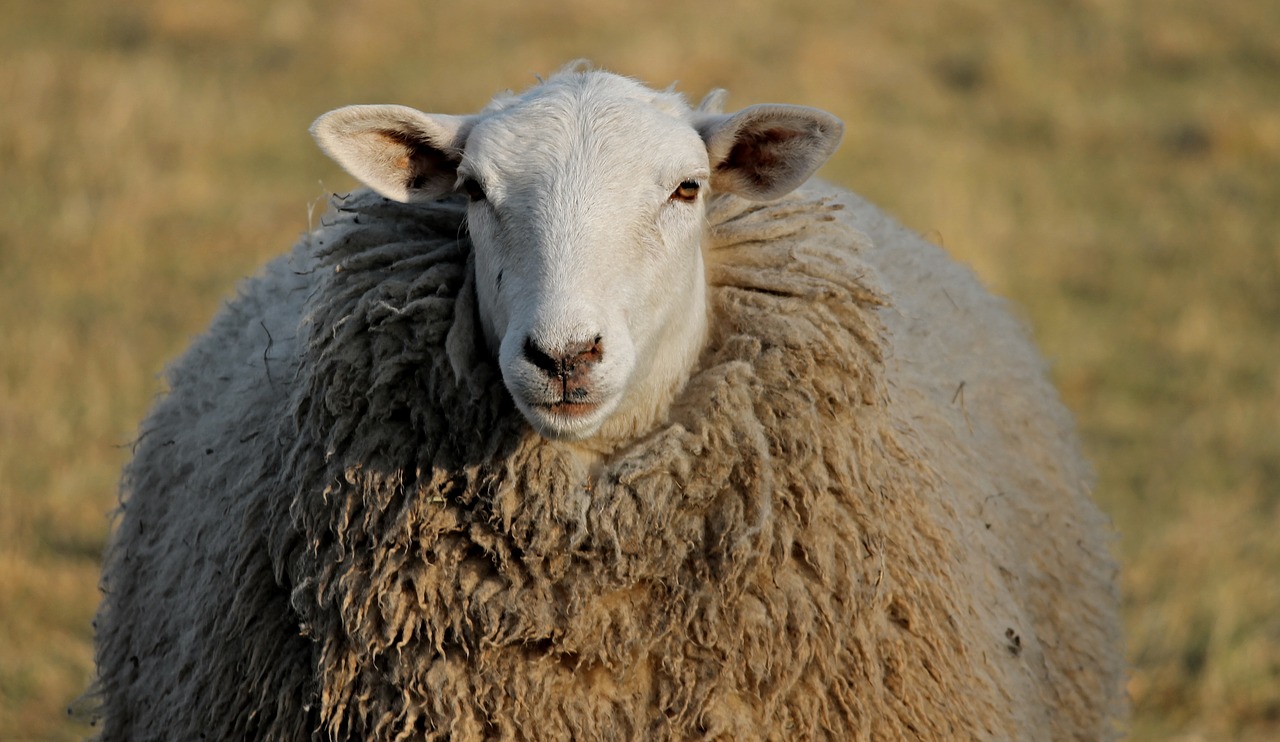 sheep livestock head free photo