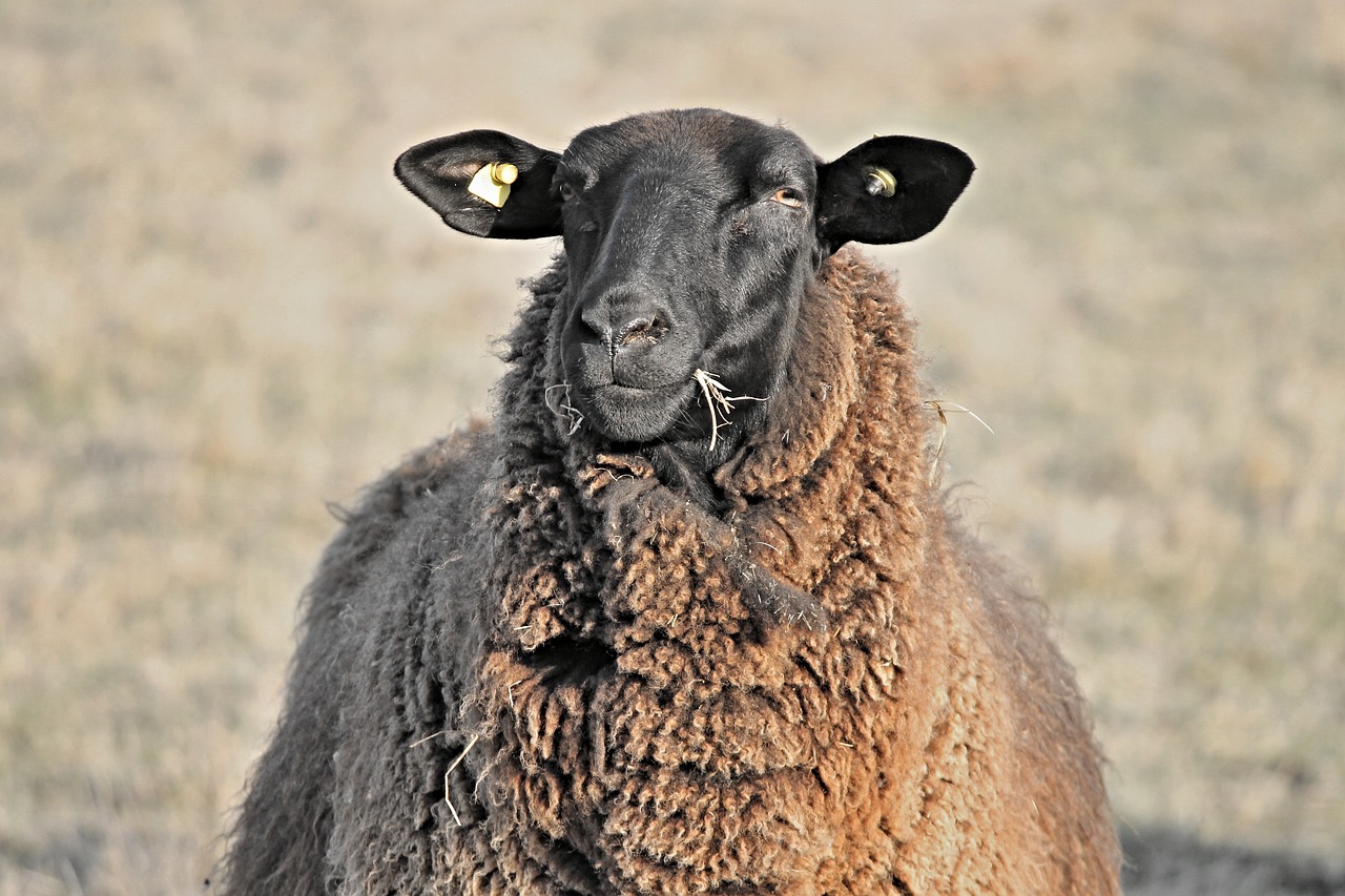 sheep livestock head free photo