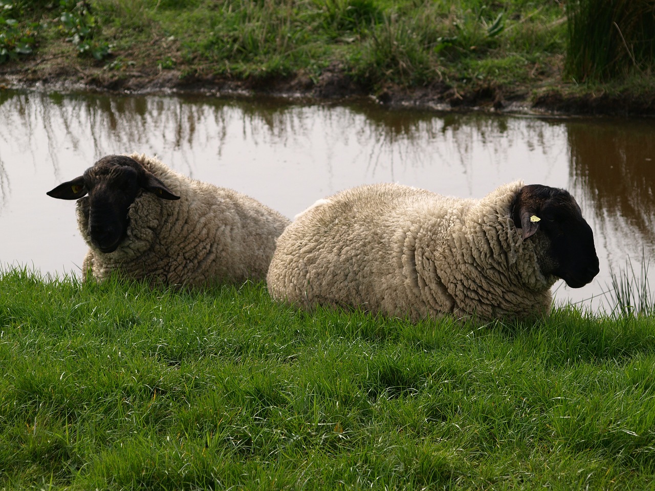 sheep dike wool free photo