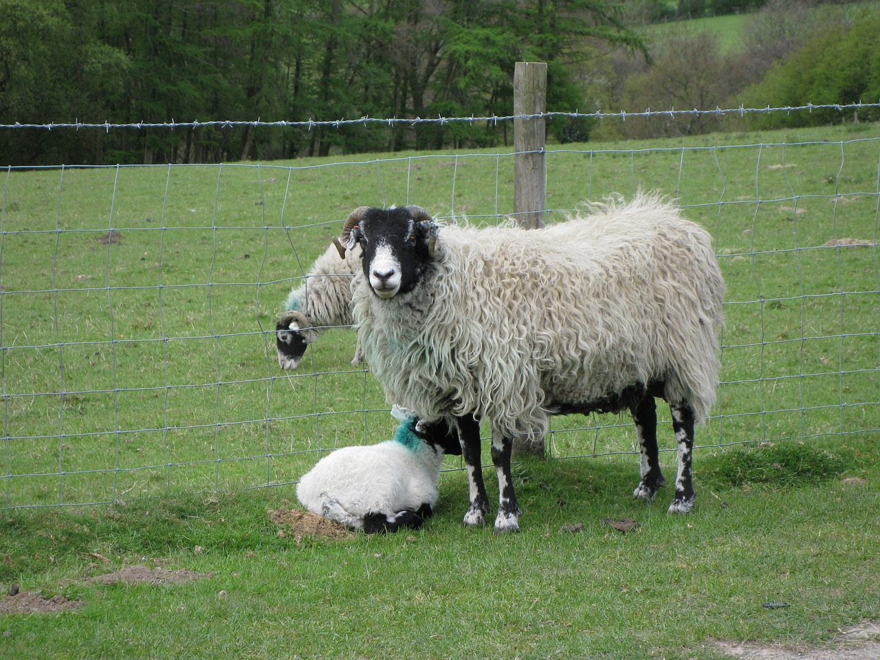 sheep lamb animals free photo