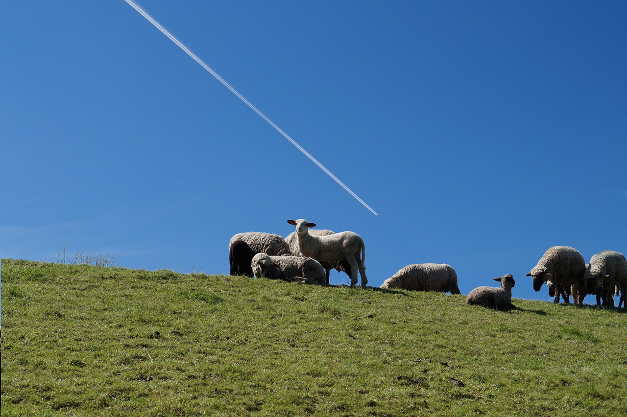 sheep pasture flock of sheep free photo