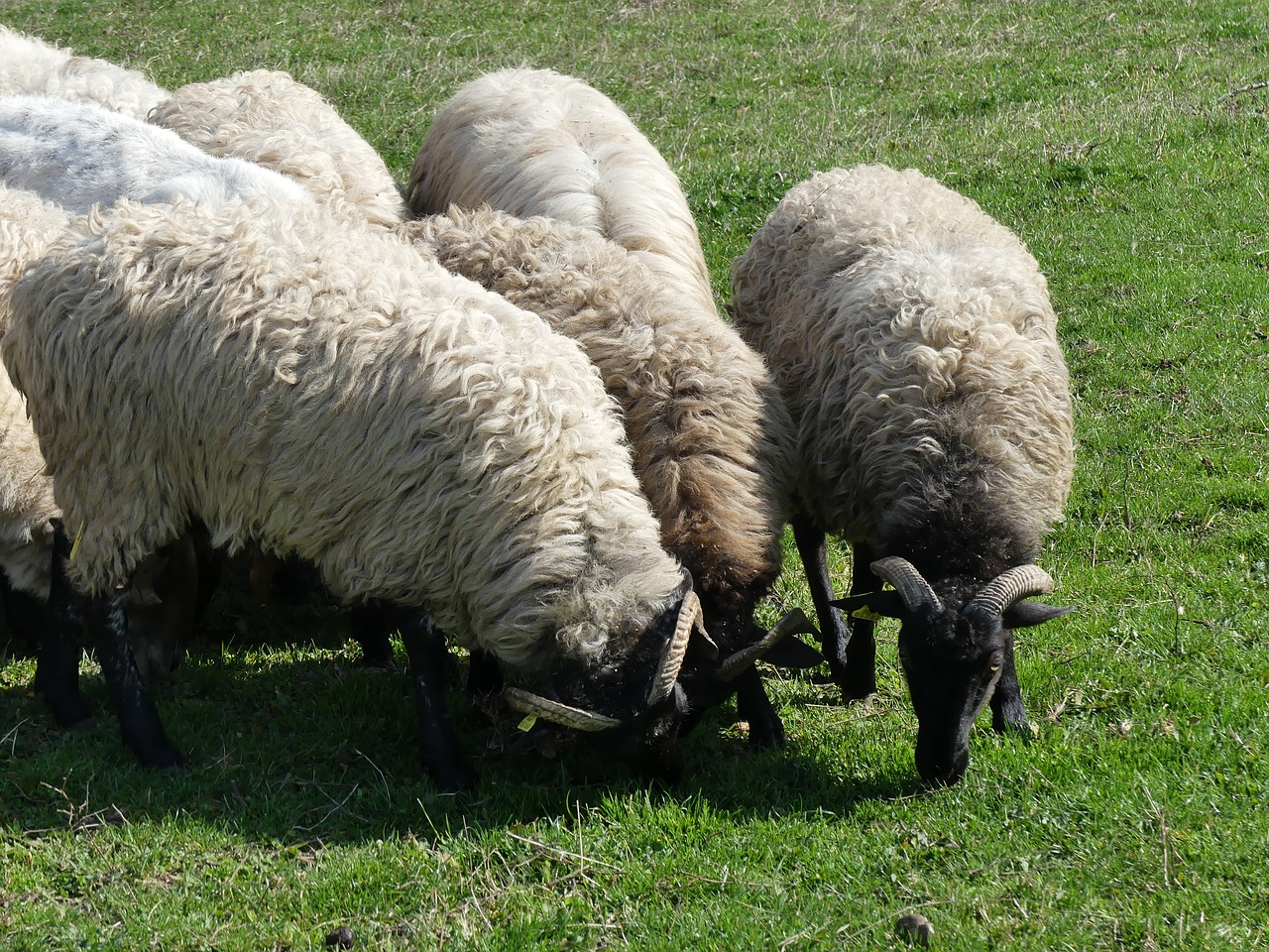 sheep lawn wool free photo