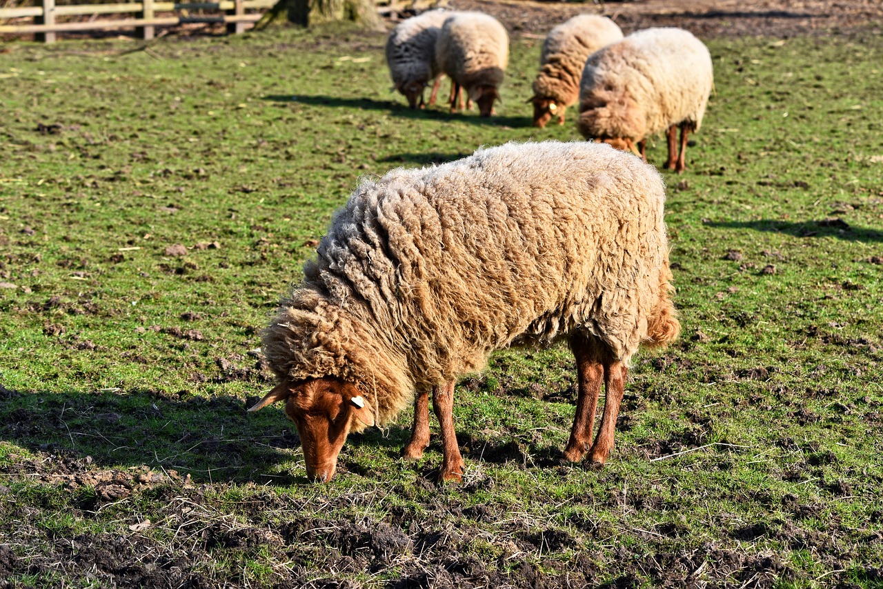 sheep animal mammal free photo