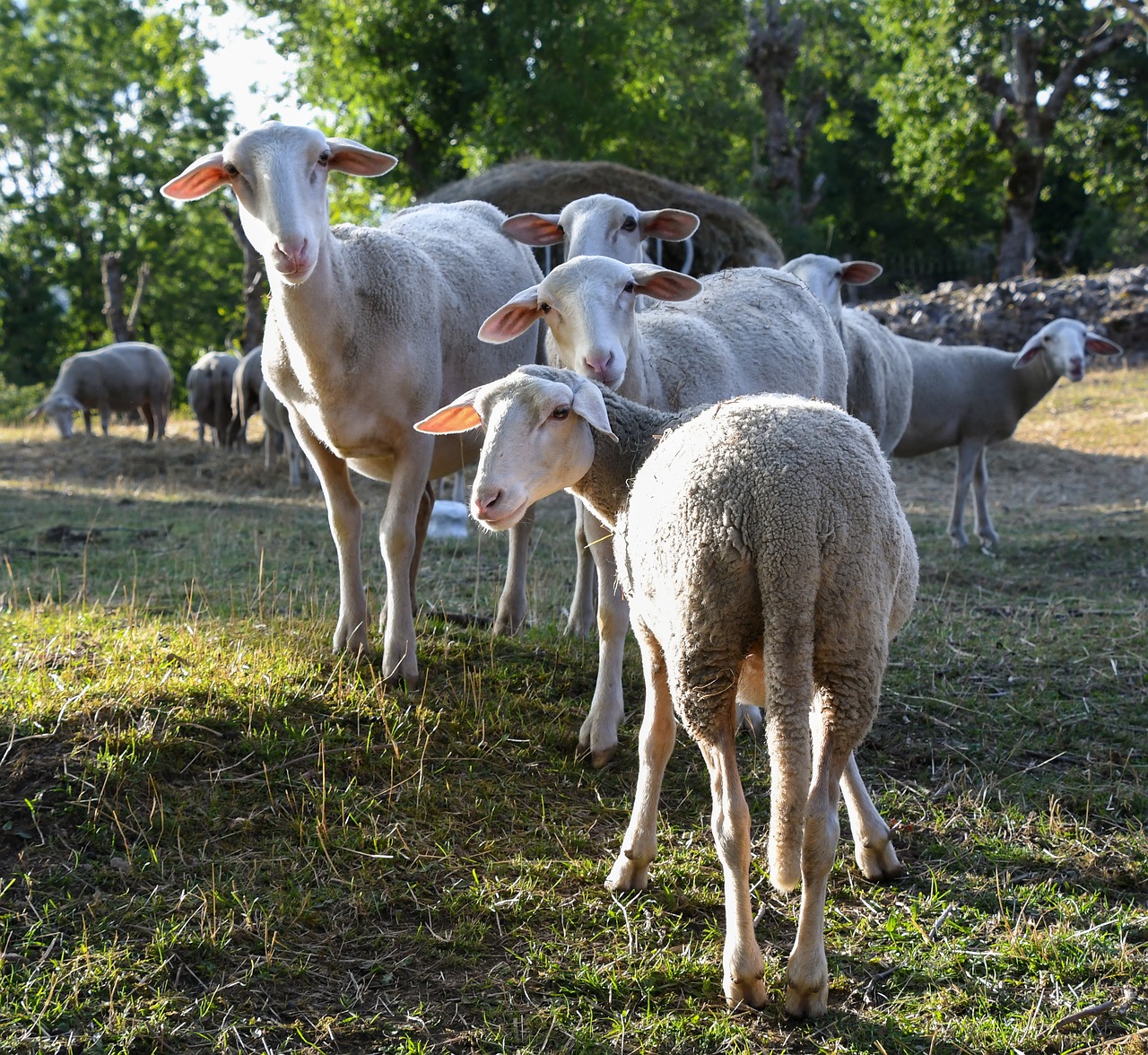 sheep curious rural free photo