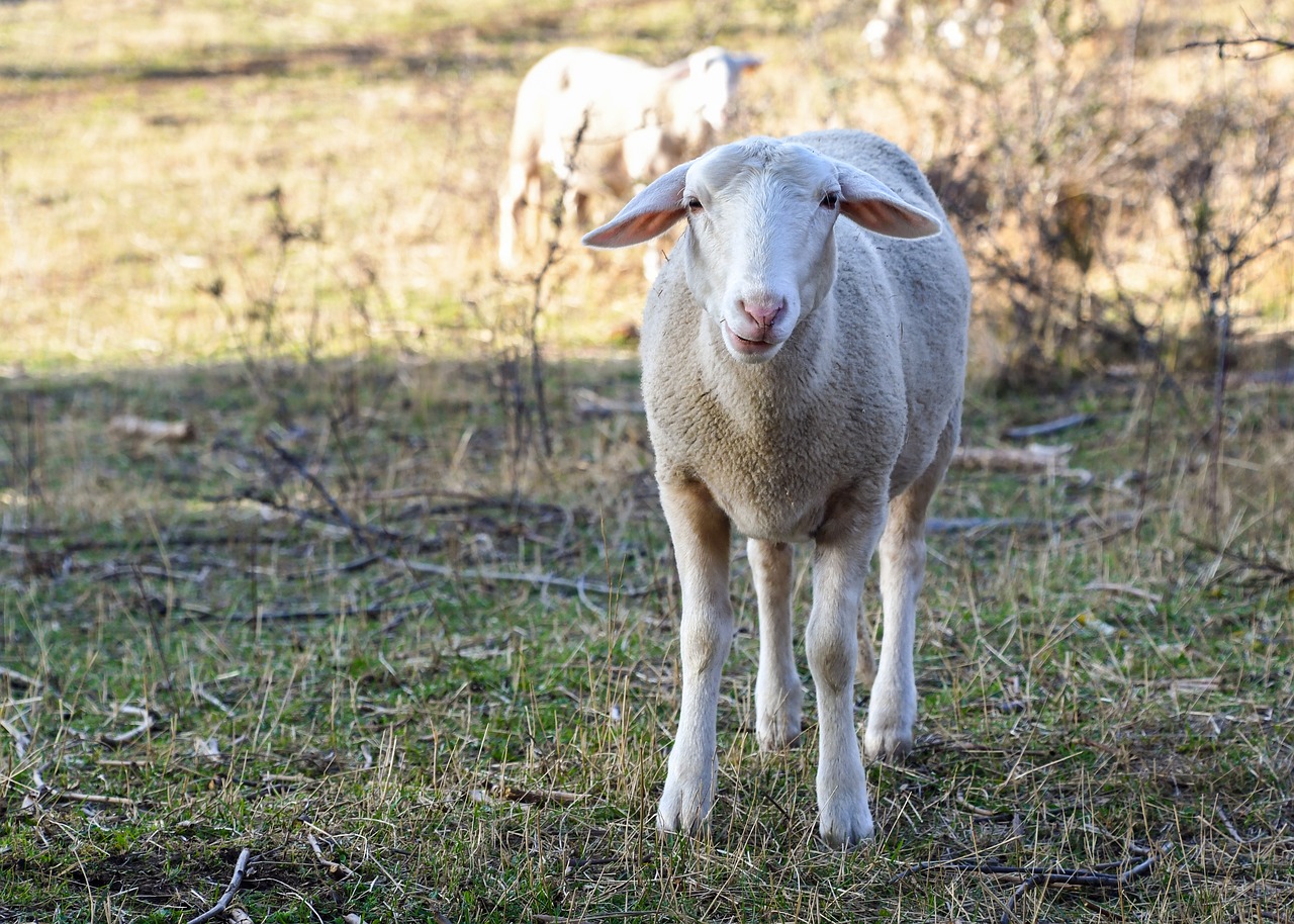 sheep rural animal free photo