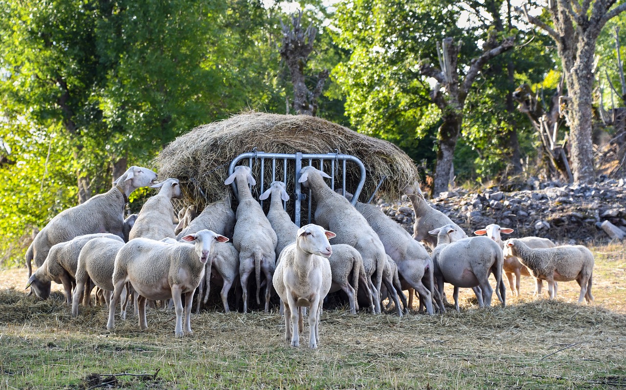 sheep eat rural free photo