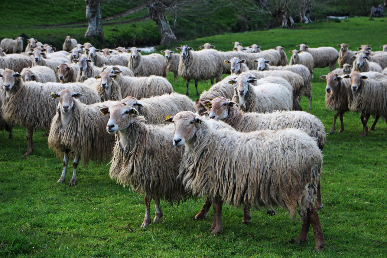 sheep livestock agro-industry free photo