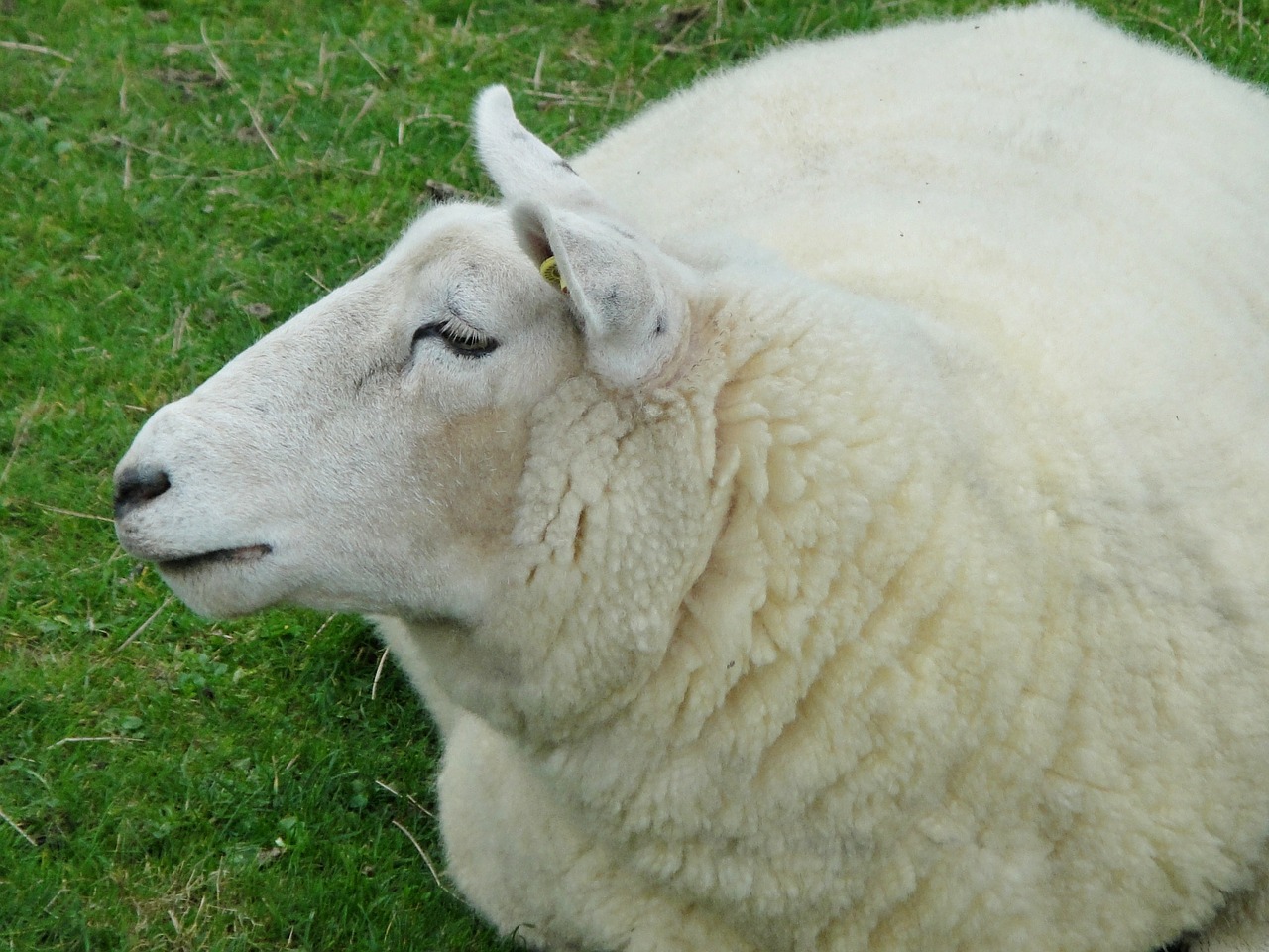 sheep wool animal free photo