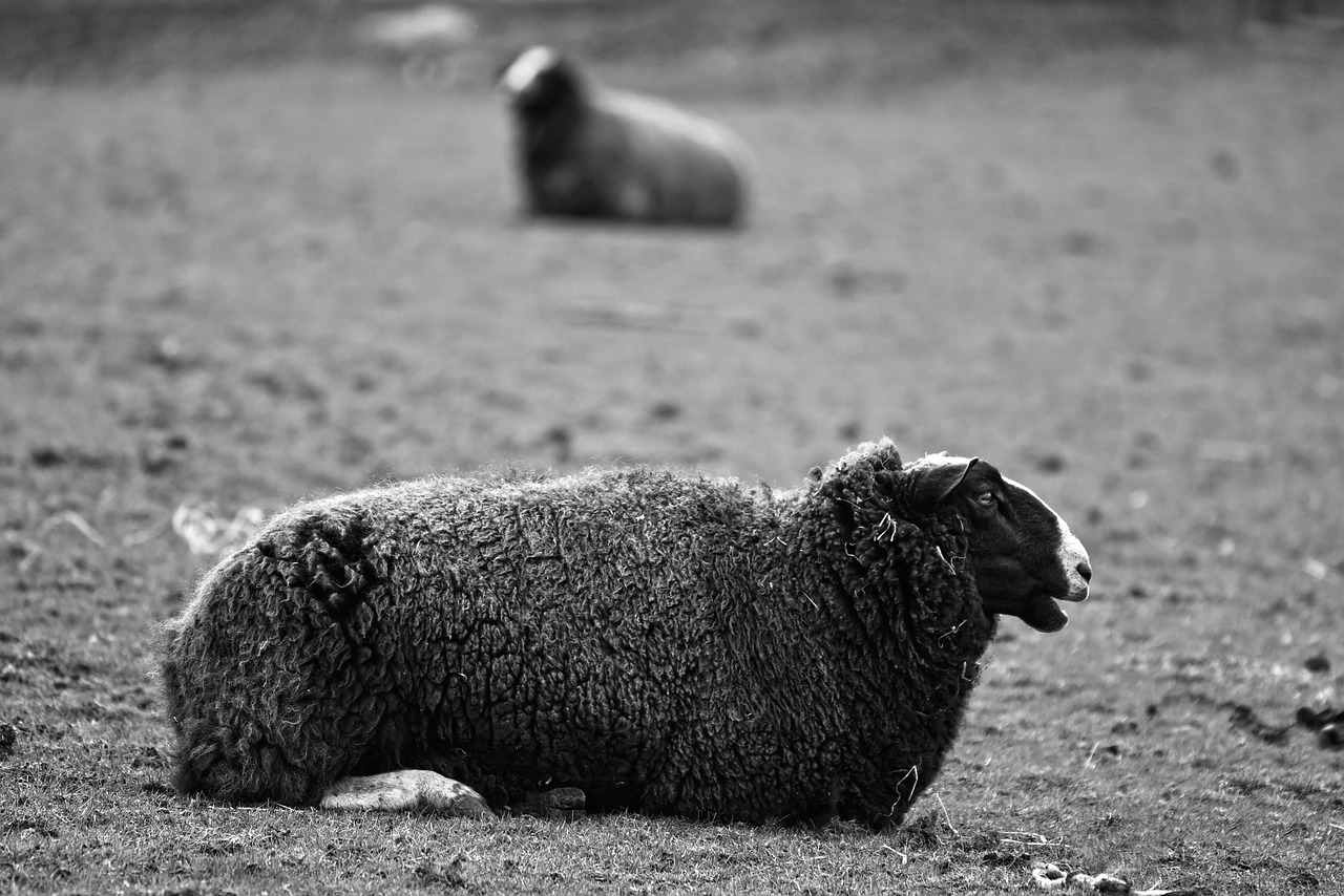 sheep animal mammal free photo