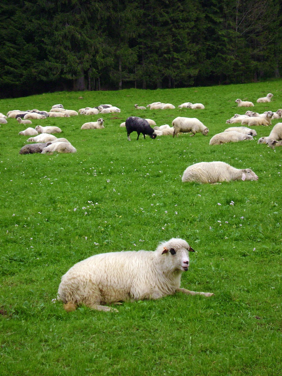 sheep black sheep grass free photo