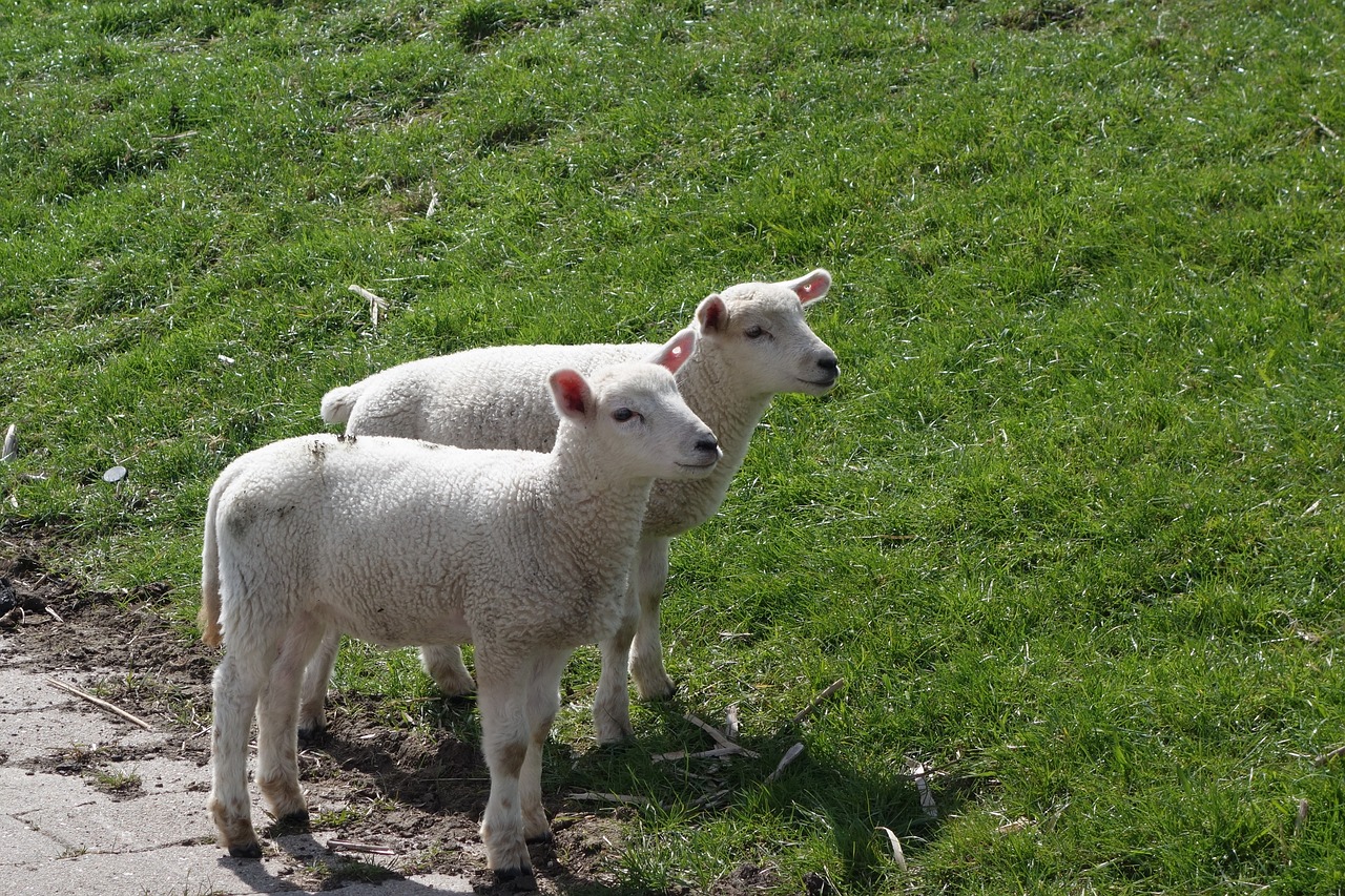 sheep lamb lambs free photo