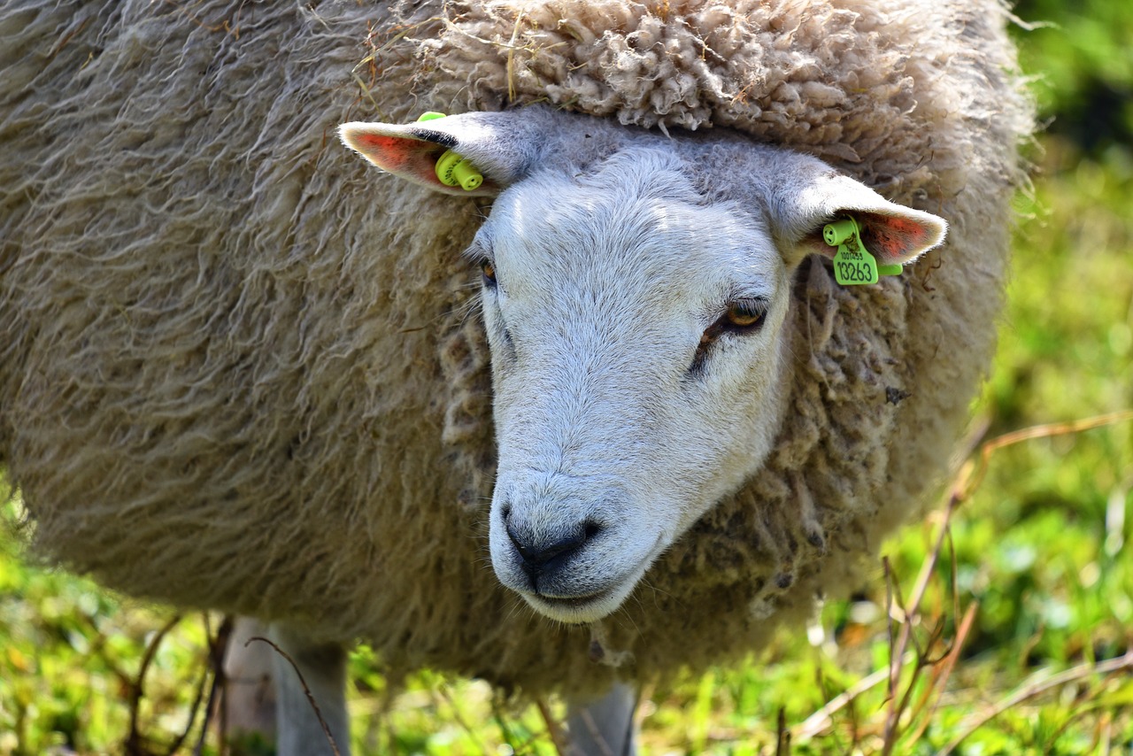 sheep animal mammal free photo