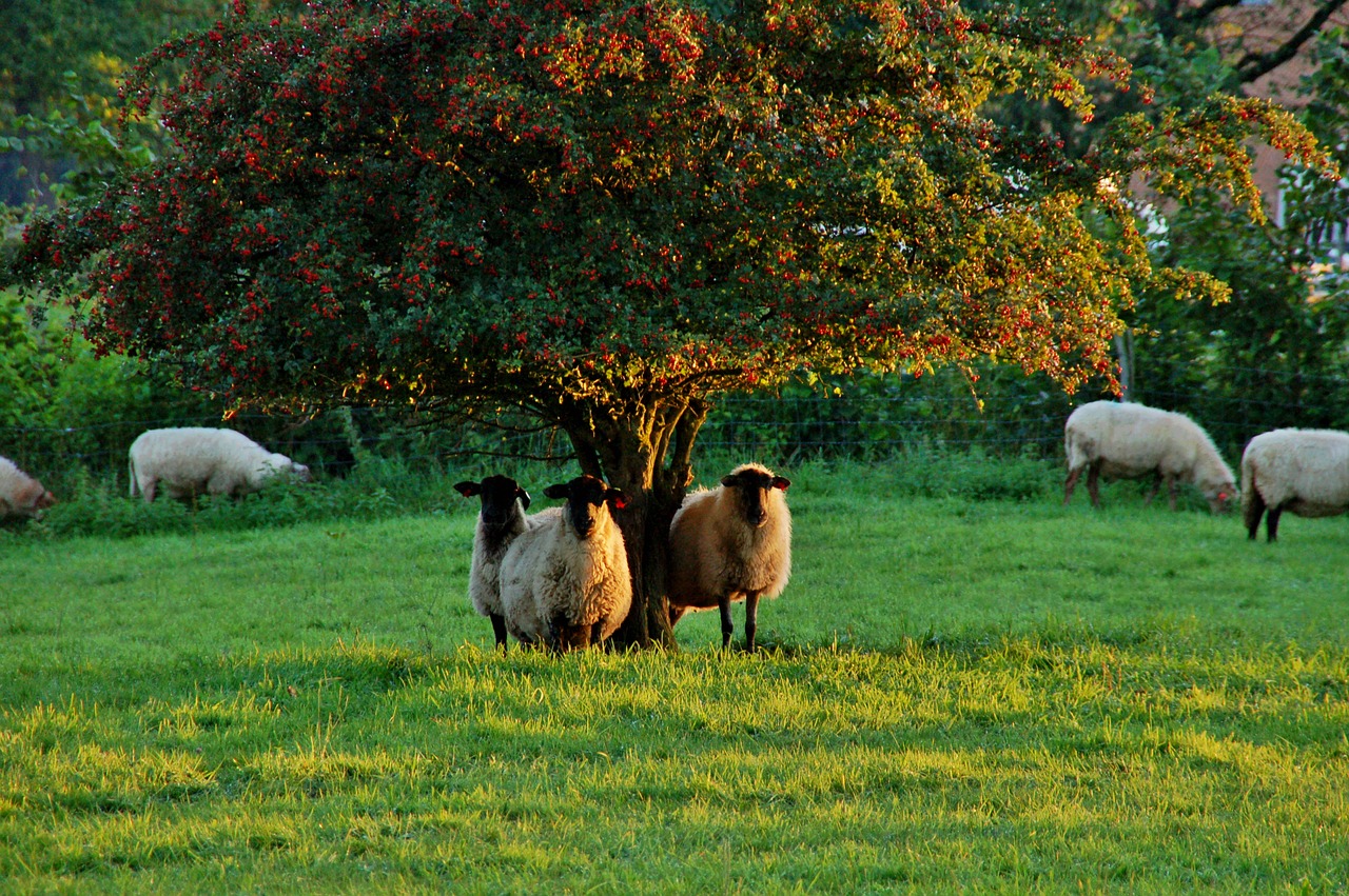 sheep  black head free pictures free photo