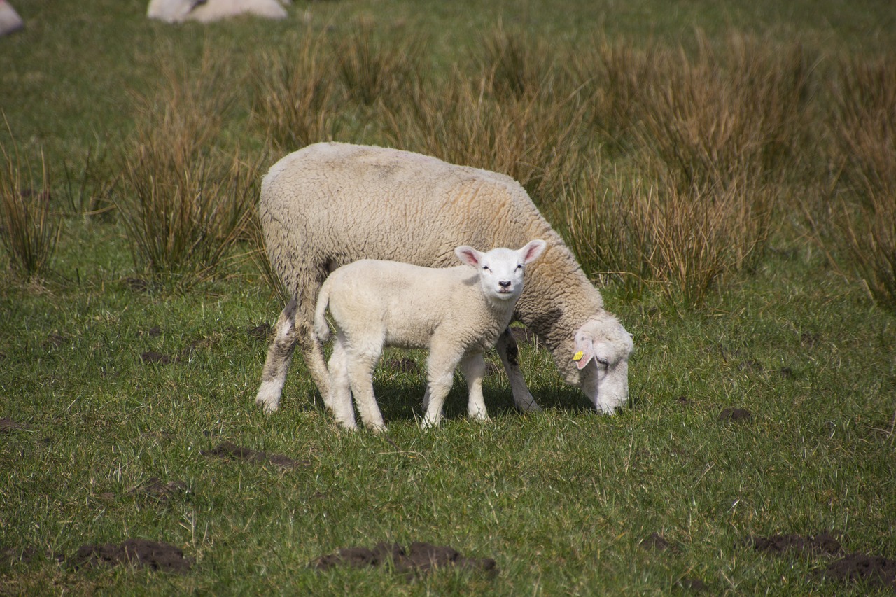 sheep  grass  farm free photo