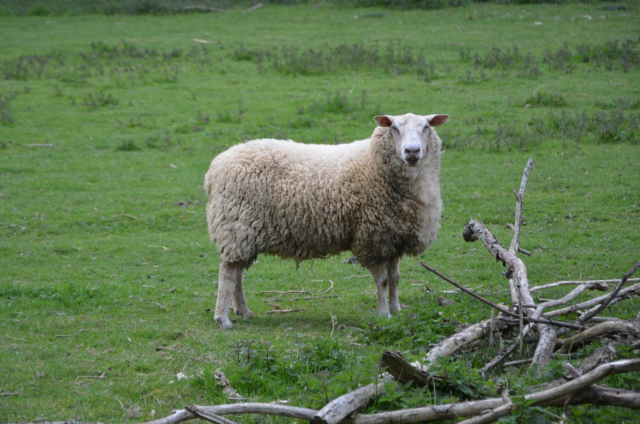 sheep  agro-industry  lawn free photo