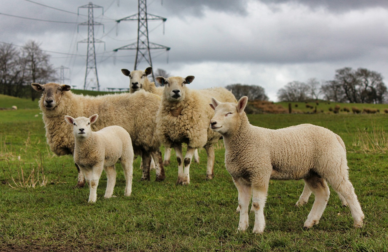 sheep  grass  mammal free photo