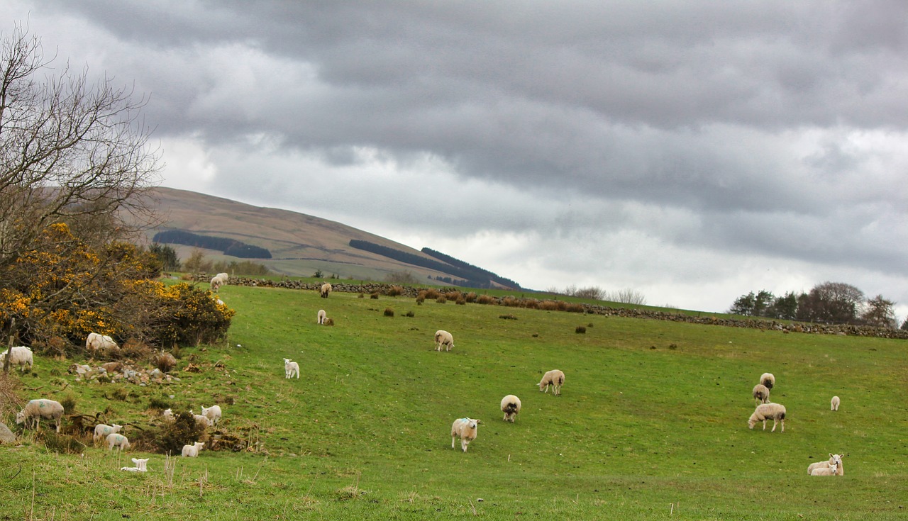 sheep  grass  nature free photo