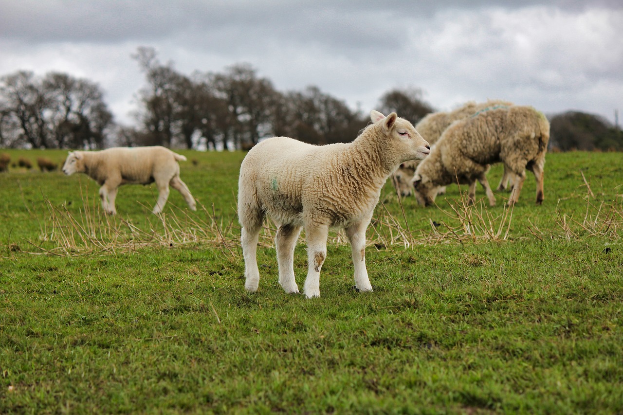 sheep  grass  farm free photo