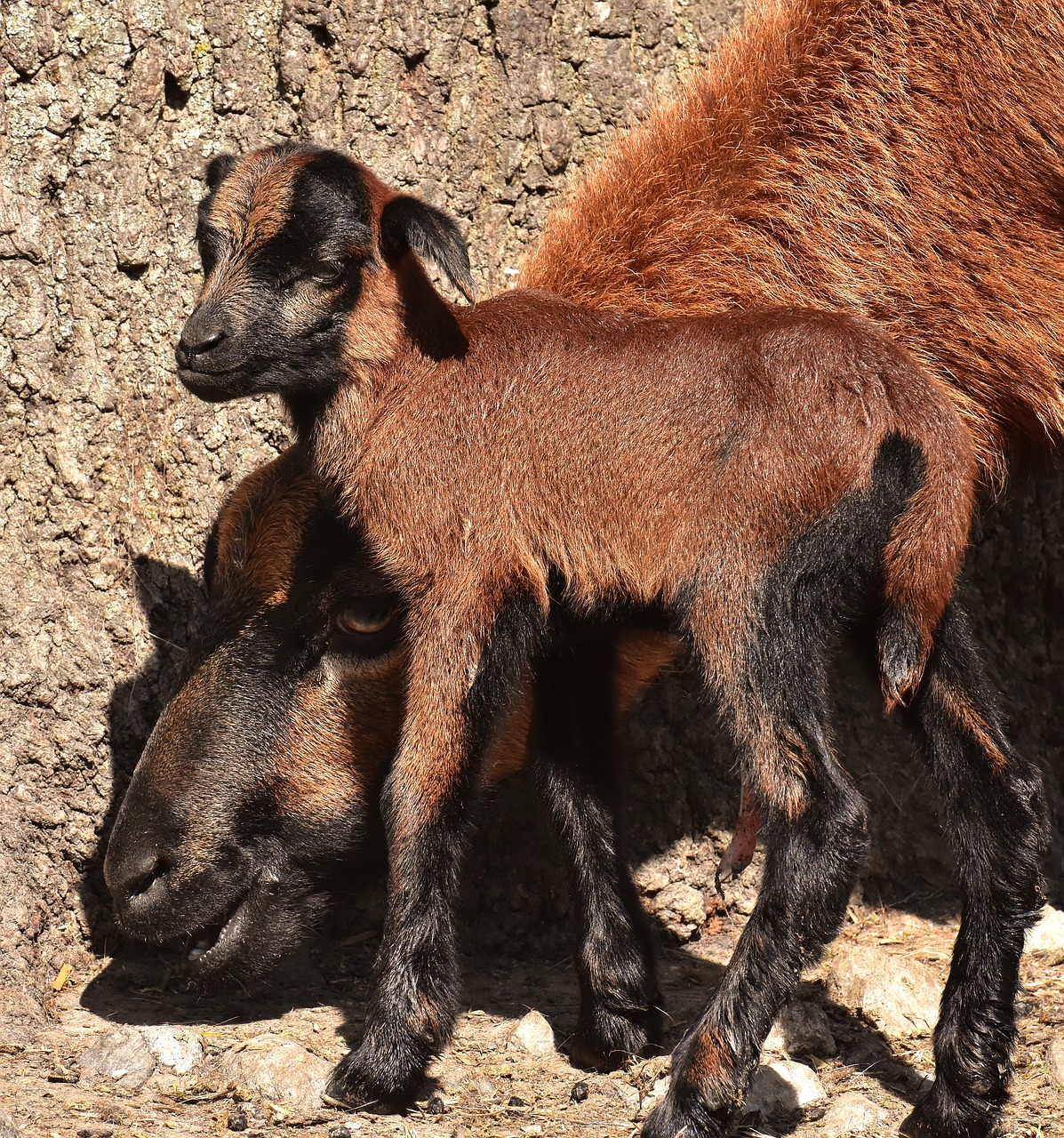 sheep  wildpark poing  reborn free photo