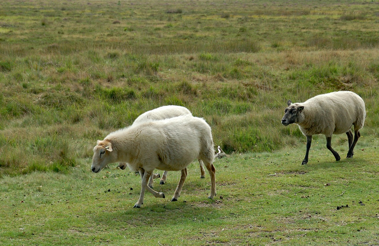 sheep  appelscha  area free photo