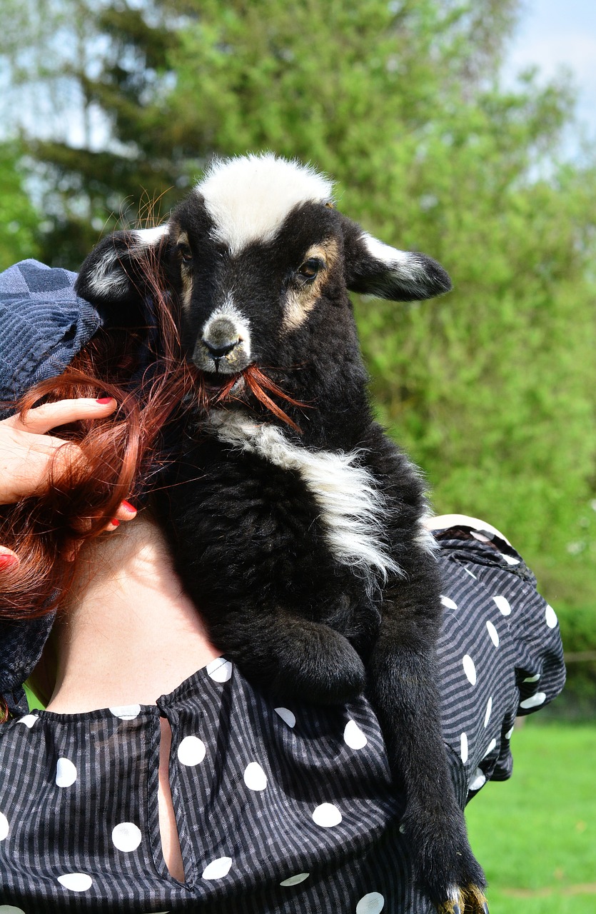 sheep  black sheep  schäfchen free photo