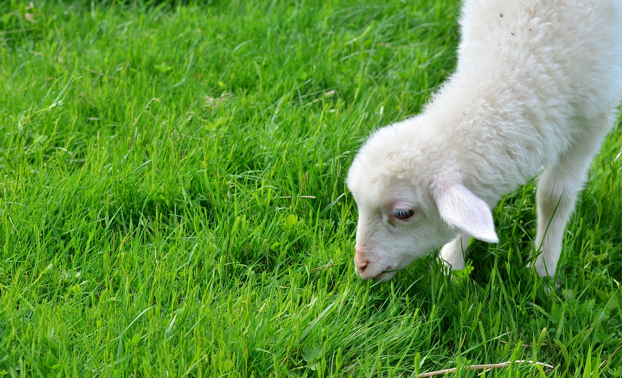 sheep  schäfchen  lamb free photo