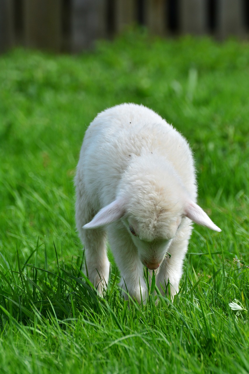 sheep  schäfchen  lamb free photo