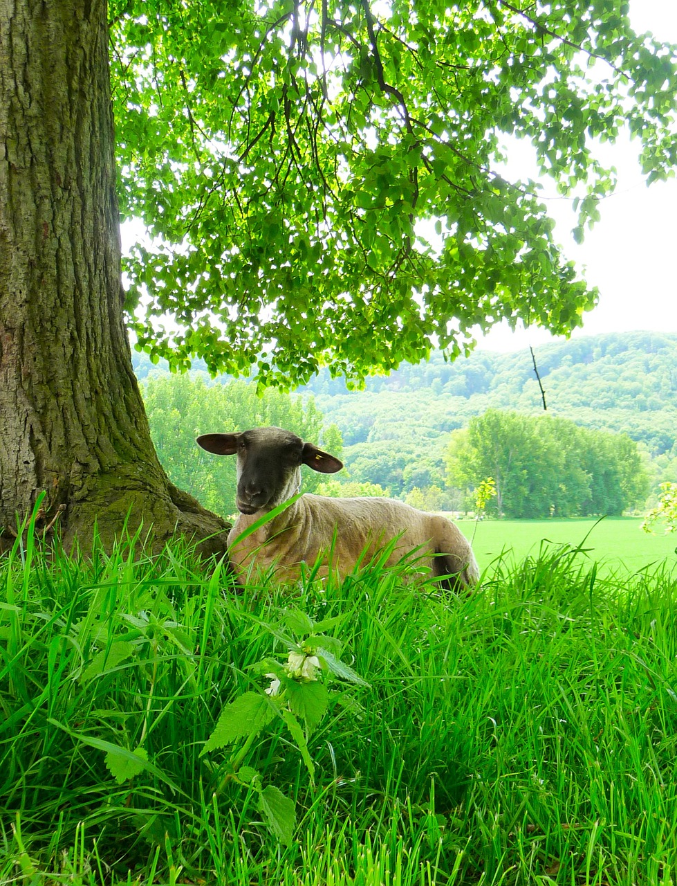sheep agriculture livestock free photo