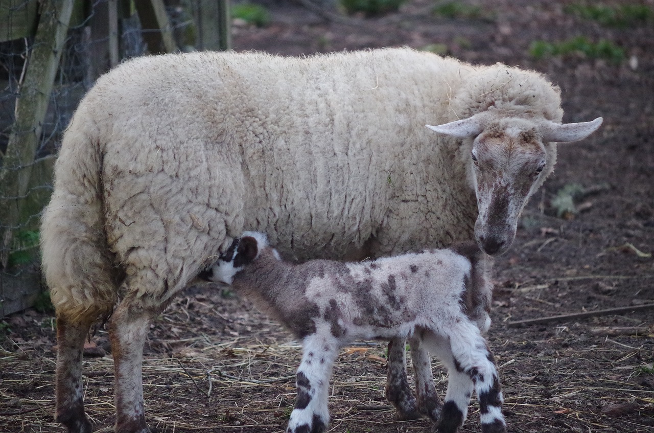 sheep  nature  animal free photo