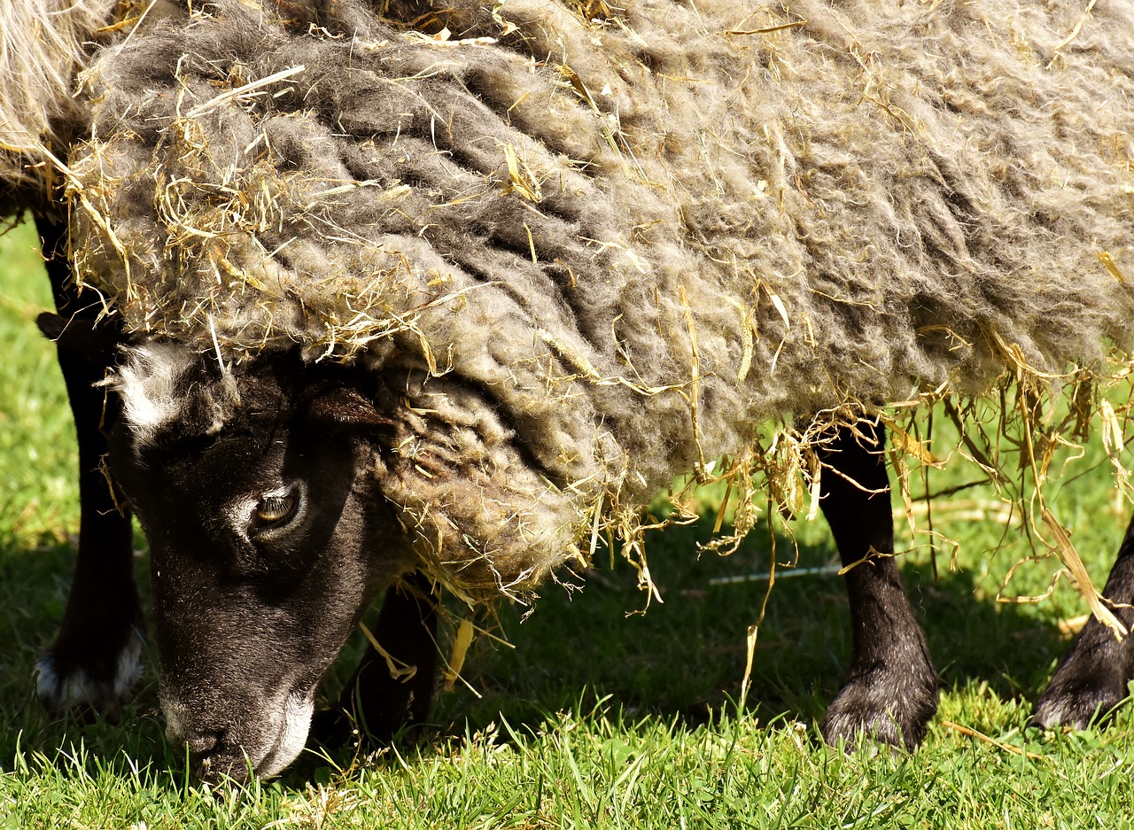 sheep  wool  animal free photo