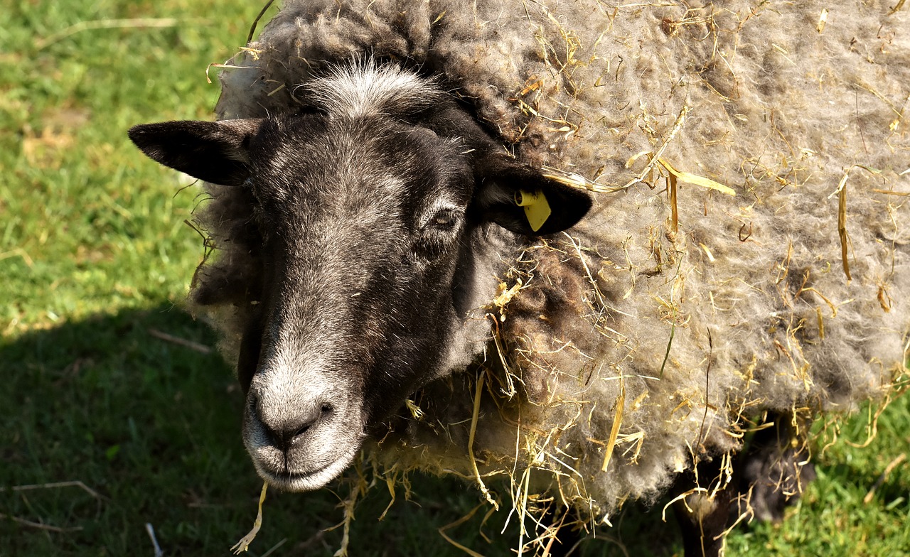 sheep  wool  animal free photo