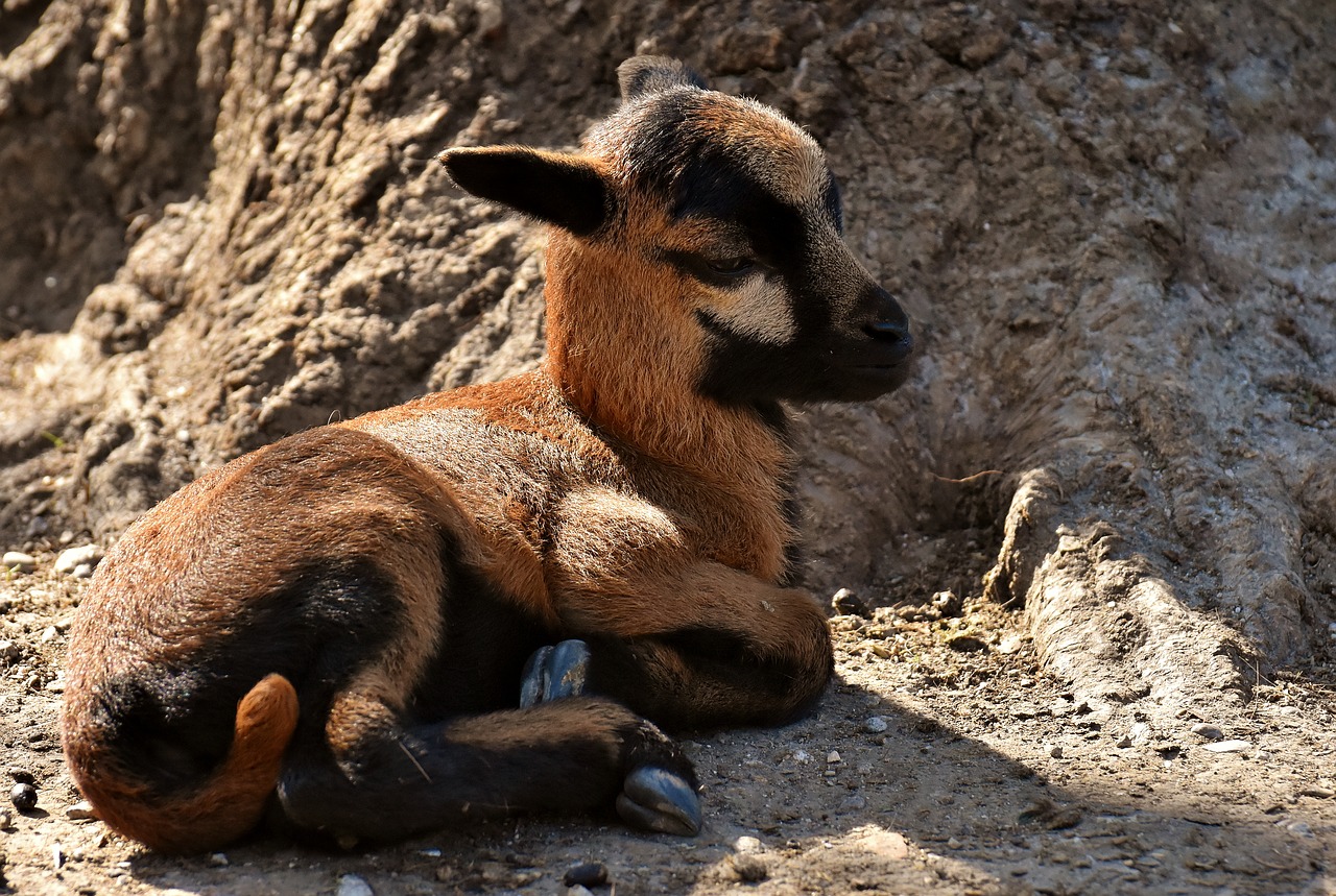 sheep  reborn  young animal free photo