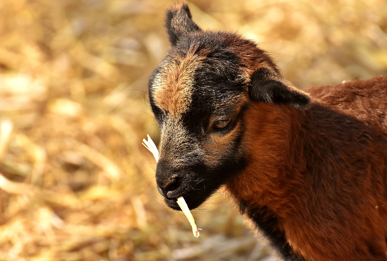 sheep  reborn  young animal free photo