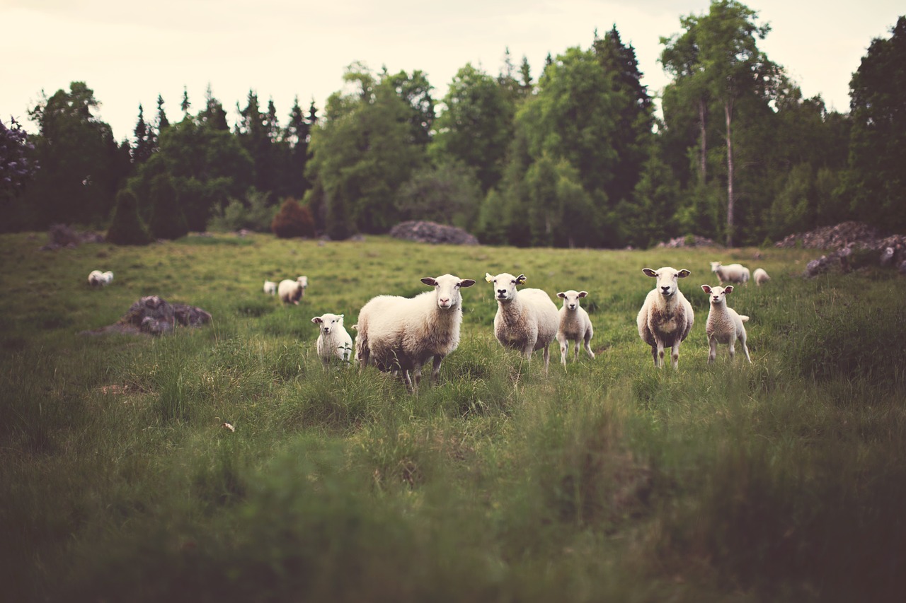 sheep grass agriculture free photo