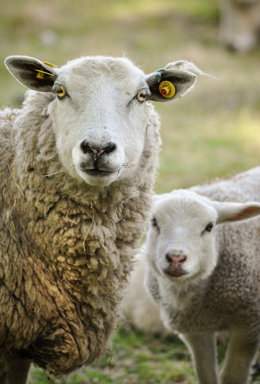 sheep  mammal  lamb free photo