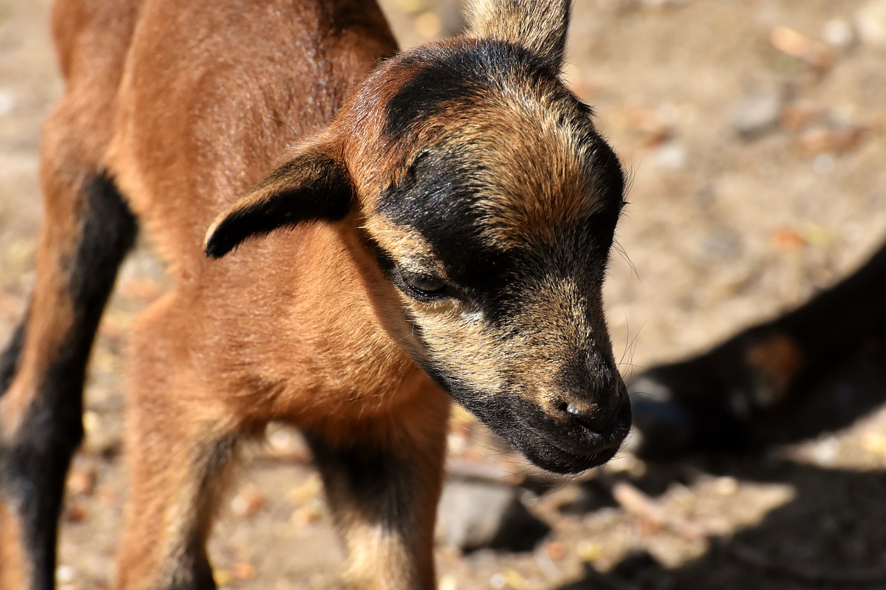 sheep  reborn  young animal free photo